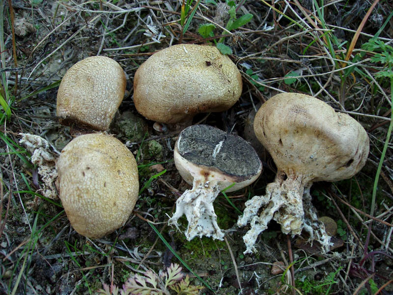 Scleroderma da determinare.